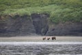 Alaskan brown bear sow and cubs at McNeil River Royalty Free Stock Photo