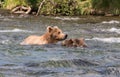 Alaskan brown bear sow and cubs Royalty Free Stock Photo