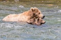 Alaskan brown bear sow and cubs Royalty Free Stock Photo