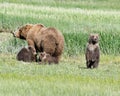 An Alaskan Brown Bear Sow and Her Three Cubs in the Katmai National Park Royalty Free Stock Photo