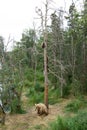 Alaskan brown bear sow with cubs in tree Royalty Free Stock Photo