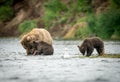 Alaskan brown bear sow and two cubs Royalty Free Stock Photo