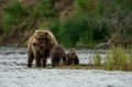 Alaskan brown bear sow and two cubs Royalty Free Stock Photo