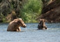 Alaskan brown bear sow and two cubs Royalty Free Stock Photo