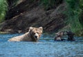 Alaskan brown bear sow and two cubs Royalty Free Stock Photo