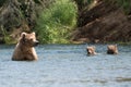 Alaskan brown bear sow and two cubs Royalty Free Stock Photo