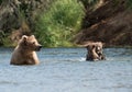 Alaskan brown bear sow and two cubs Royalty Free Stock Photo