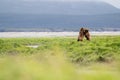 Alaskan brown bears sparring Royalty Free Stock Photo