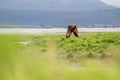 Alaskan brown bears sparring Royalty Free Stock Photo