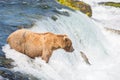 Alaskan brown bear trying to catch salmon Royalty Free Stock Photo
