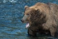 Alaskan brown bear in water Royalty Free Stock Photo