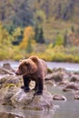 Alaskan Brown Bear (Ursus horribilis) at Lake Clark National Park looking for food