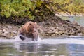 Alaskan Brown Bear (Ursus horribilis) at Lake Clark National Park looking for food