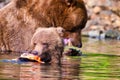 Alaskan Brown Bear (Ursus horribilis) at Lake Clark National Park looking for food