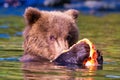 Alaskan Brown Bear (Ursus horribilis) at Lake Clark National Park looking for food