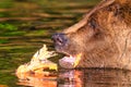 Alaskan Brown Bear (Ursus horribilis) at Lake Clark National Park looking for food