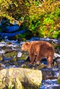 Alaskan Brown Bear (Ursus horribilis) at Lake Clark National Park looking for food