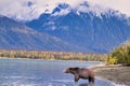 Alaskan Brown Bear (Ursus horribilis) at Lake Clark National Park looking for food