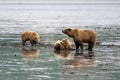 Alaskan brown bears clamming on mudflat Royalty Free Stock Photo