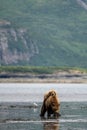 Alaskan brown bears mating Royalty Free Stock Photo