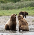 Alaskan brown bears at McNeil River Royalty Free Stock Photo