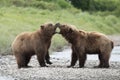 Alaskan brown bears at McNeil River Royalty Free Stock Photo