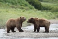 Alaskan brown bears at McNeil River Royalty Free Stock Photo