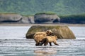 Alaskan brown bears running on mudflat Royalty Free Stock Photo