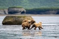 Alaskan brown bears running on mudflat Royalty Free Stock Photo