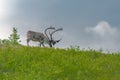 Alaskan caribou Royalty Free Stock Photo