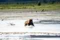 Alaskan Coastal Brown Bear grizzly splashes in the river looking
