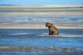 Alaskan Coastal Brown Bear looks and fishes for salmon Royalty Free Stock Photo