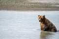 Alaskan coastal brown grizzly bear sits in water as he fishes for food
