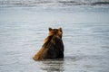 Back view of Alaskan coastal brown grizzly bear sits in water as he fishes fo