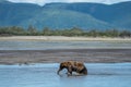 Alaskan coastal grizzly brown bear grabs a salmon fish in the river
