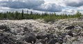 Alaskan cotton blooming in rocky field Royalty Free Stock Photo