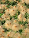 Alaskan Cotton Grass - Close-up Royalty Free Stock Photo
