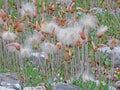 Alaskan Cotton Grass Royalty Free Stock Photo