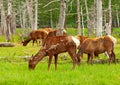 Alaskan deer Royalty Free Stock Photo