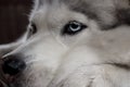 Alaskan dog husky face close up with blue eyes. Canine face portrait. Royalty Free Stock Photo