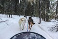 Alaskan dogs sled team in harness dog sledding during Alaska winter in the snowy forest