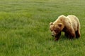 Alaskan Grizzly Bear Royalty Free Stock Photo