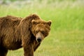 Alaskan Grizzly Bear Royalty Free Stock Photo