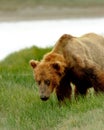 Alaskan Grizzly Bear Royalty Free Stock Photo