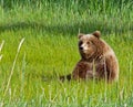 Alaskan grizzly brown bear cub wildlife watching meadow