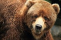 Alaskan grizzly bear Royalty Free Stock Photo