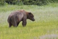 Brown Coastal Bear Eating Sedge Grass