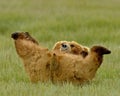 Alaskan Grizzly Bear Playing Royalty Free Stock Photo