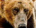 Alaskan Grizzly Bear Portrait Royalty Free Stock Photo