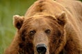 Alaskan Grizzly Bear Portrait Royalty Free Stock Photo